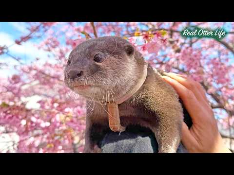 満開の桜の下で「金目鯛の姿造り」をむさぼり食うカワウソたちが野生を忘れてる😂 Lazy Otter vs Hard-working Otter [元ネタ] thumbnail