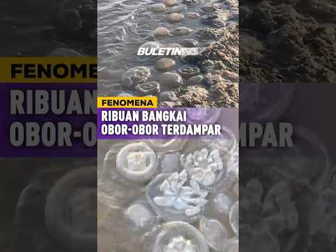FENOMENA | Ribuan Bangkai Obor-Obor Terdampar Di Mexic thumbnail