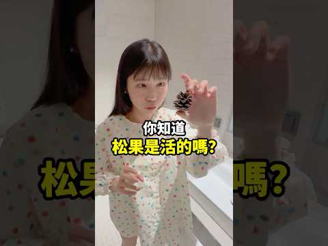 實測松果泡熱水！大家覺得那個香味到底是松果還是... thumbnail