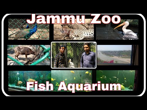 Jammu Zoo Park || Fish Aquarium in bahu fort jammu ||Lets Travel thumbnail