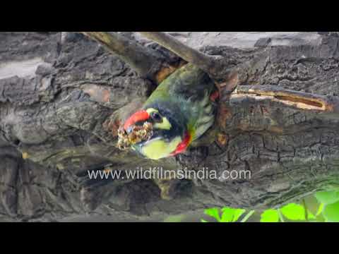 Coppersmith Barbet feeding chick inside tree hollow nest cavity thumbnail