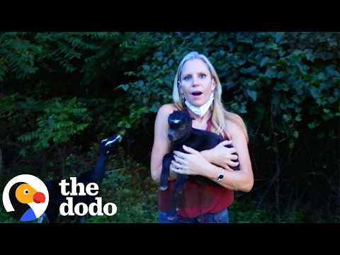 She had no idea two goats were being born | The Dodo thumbnail