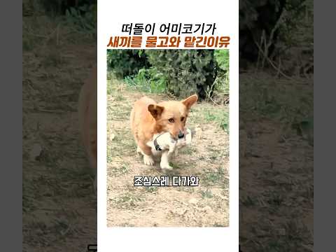 떠돌이 어미코기가 새끼를 물고와 맡긴이유#강아지구조#웰시코기#감동 어미개 thumbnail