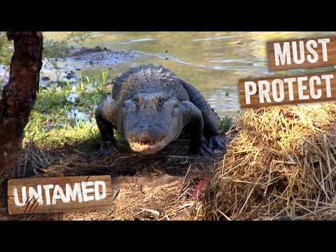 Alligator Nest Raiding! | Double Episode | Wild Life Of Tim Faulkner thumbnail