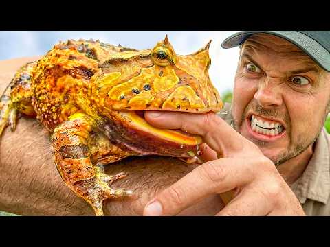 Catching the Pac-Man Frog that Eats EVERYTHING!  thumbnail