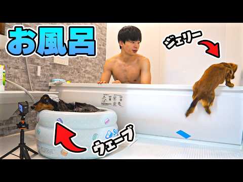 お風呂が好きすぎて自分から入る犬【可愛すぎ】 thumbnail