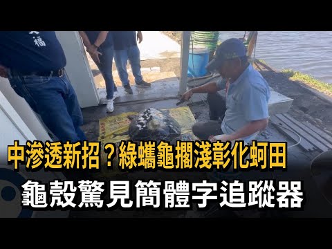 綠蠵龜擱淺彰化蚵田 漁民憂對岸放追蹤器「滲透」－民視新聞 thumbnail