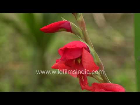 Vibrant Gladiolus blooms in Motidhar Mussoorie thumbnail