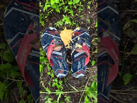 গ্রামের রাস্তায় পাবে কাঁচা 💩 | #funny #comedy thumbnail