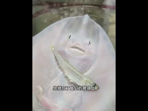 男子赶海意外捡到一只神奇的海洋生物，没想到它是那么的可爱！ #animals #pets #主人 #动物救助 #寵物友善日常 thumbnail