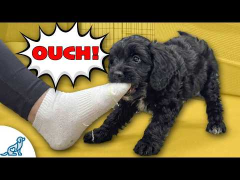 3 Ways To STOP Puppy Biting FAST thumbnail
