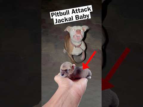 Pitbull on Jackal baby ? thumbnail