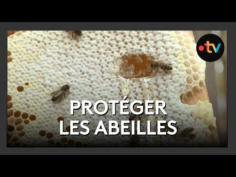 Formation apiculteur ou comment apprendre à protéger les abeilles thumbnail