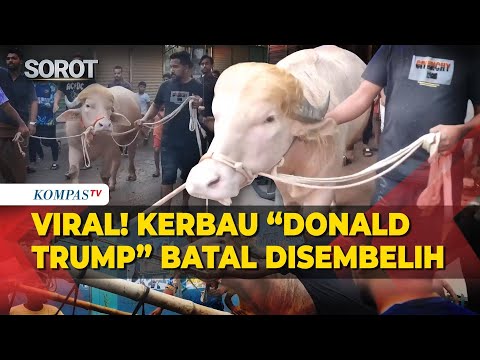 Viral! Kerbau Albino 'Donald Trump' di Bangladesh Batal Disembelih Saat Idul Adha thumbnail