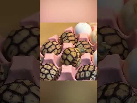 🐢💙 الفتاة التي أنقذت السلحفاة البحرية بعد 10 سنوات 🌊✨ thumbnail