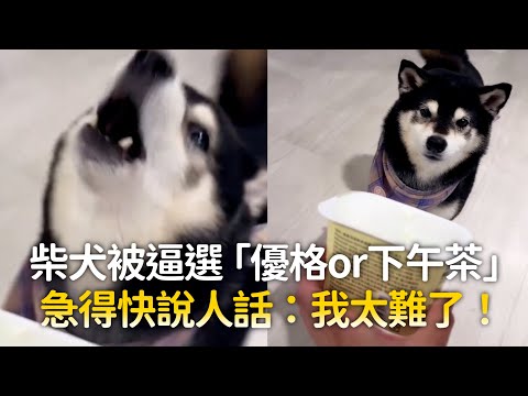 柴犬被逼選「優格or下午茶」 急得快說人話：我太難了！｜#寵物雲 thumbnail