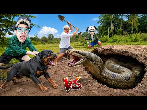 Kita Memburu Ular Anaconda Raksasa Menggunakan Anjing Pelacak!!! thumbnail