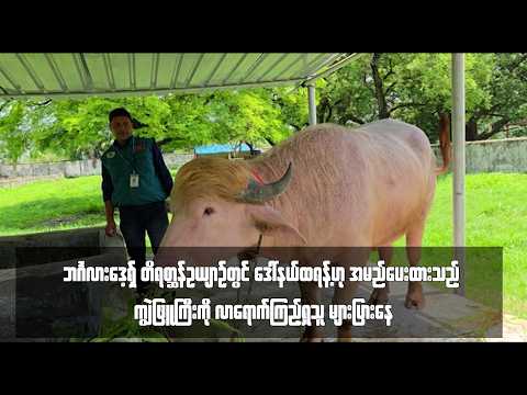 ဒေါ်နယ်ထရန့်ဟု အမည်ပေးထားသည့် ကျွဲဖြူကြီးကို လာရောက်ကြည့်ရှုသူ များပြားနေ thumbnail