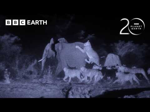 Young Elephant vs 30 Lions | 20 Years of Planet Earth | BBC Earth thumbnail