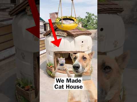We Made Cat House  #diy #house thumbnail