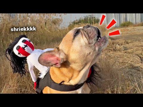 SCARY HALLOWEEN DOG MYSTERY: The Call Of The Banshee thumbnail