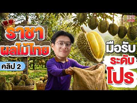 คลิป2 | มือโปรสวนทุเรียน รับลูกไวระดับเทพ #ต้น เซียนราชาผลไม้ไทย  | SUPER100 thumbnail
