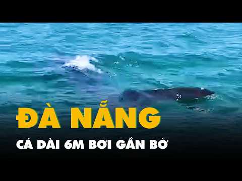 Video cá dài 6m trông giống loài cá lớn nhất thế giới, bơi gần bờ biển Đà Nẵng thumbnail