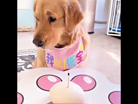 „Bohaterski pies oddał życie, aby uratować swoją właścicielkę” 🐾💔 thumbnail