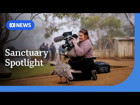 Tasmania's Bonorong wildlife hospital to star in docuseries | ABC NEWS thumbnail