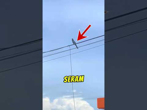Burung Paling Seram Di Malaysia! 😱 (Scammer Alam Haiwan) thumbnail