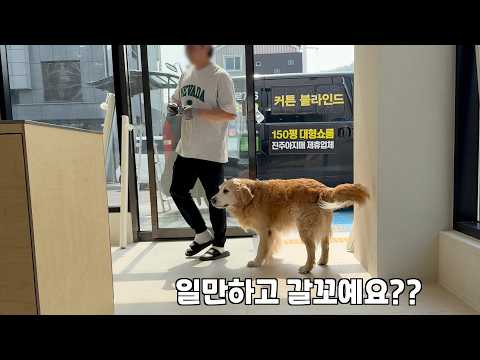 무뚝뚝한 설치기사님이 오셨을 때 인사성 밝은 리트리버가 보인 반응 ㅋㅋㅋ thumbnail