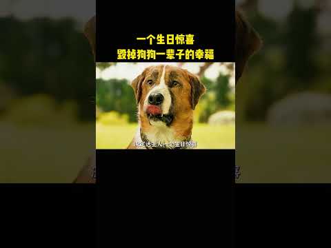 一个生日惊喜，毁掉狗狗一辈子的幸福 thumbnail
