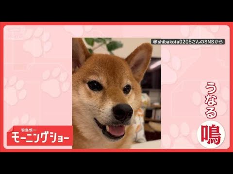 気持ちをわかってほしい…　さまざまな鳴き声で訴えるワンちゃん　お望みは何？　【羽鳥慎一モーニングショー】(2026年5月29日) thumbnail