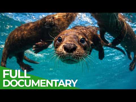 The Humboldt Current: Where Ocean and Desert Collide | Free Documentary Nature thumbnail