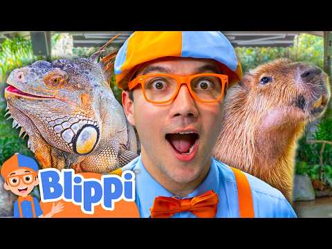 Blippi Becomes a Zookeeper! ? thumbnail