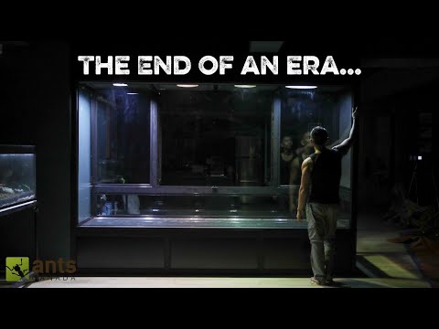 The Death of AntsCanada | Prequel: Origin Story thumbnail