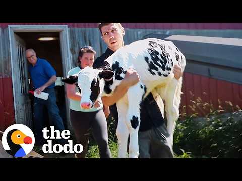 His Mom Had 6 Babies Taken Away But Now He's Safe | The Dodo thumbnail