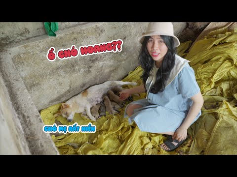 Phát Hiện Ổ Chó Con Trong Chuồng Heo Nhà Chị Thơ thumbnail