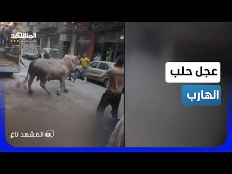 عجل يعلن العصيان في حلب.. مطاردة في الشارع والجمهور منشغل بالتصوير! - المشهد تاغ thumbnail