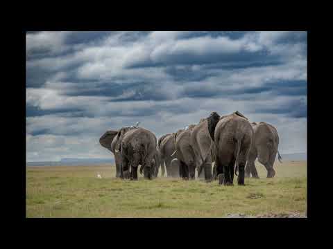 🎵 1. 춤추는 코끼리 (Dancing Elephant) thumbnail