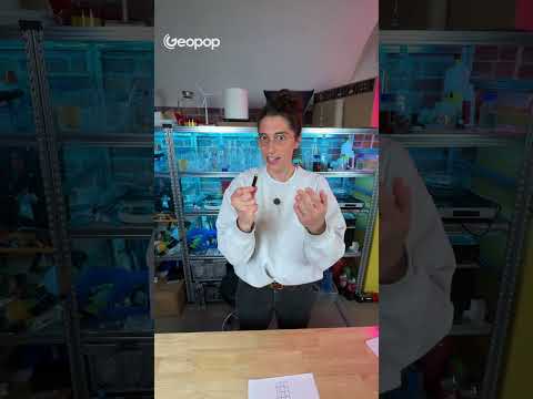 Come mai le due pile sembrano di dimensione diversa? Si tratta di un'illusione ottica prospettica. thumbnail