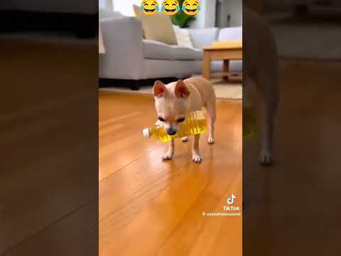#funny #nicevideo  very funny and very nice video ko like Karen or chanel ko subscribe Karen ???? thumbnail