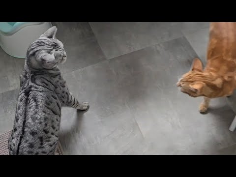 Code Red - Apollos Agent muss noch Füße waschen  thumbnail