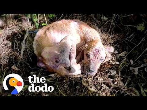 Heartbroken Abandoned Dog Turns Into The Biggest Chunky Mush | The Dodo thumbnail
