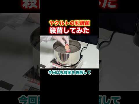 ヤクルトの乳酸菌を殺菌して無菌にしてみた！【Part①】 thumbnail