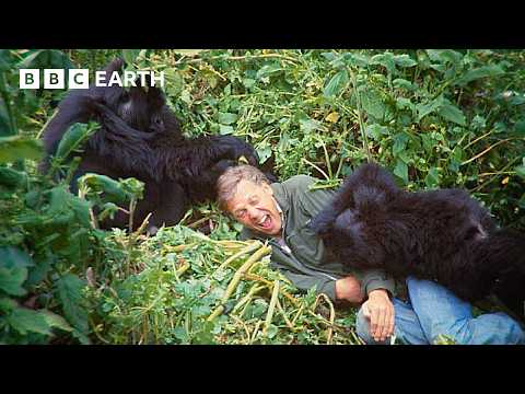 Attenborough's Extraordinary Gorilla Encounter | Making Life on Earth | BBC Earth thumbnail