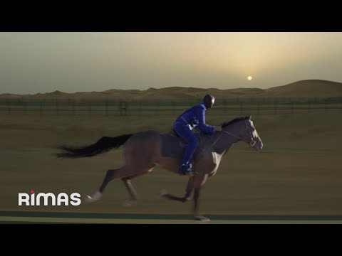 BAD BUNNY - GRACIAS POR NADA (Visualizer) | nadie sabe lo que va a pasar mañana thumbnail