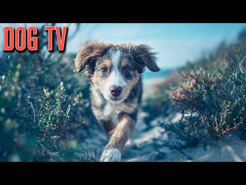 Virtual Hiking Adventures for Dogs Providing Safe Home Stimulation thumbnail