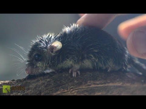 Uncovering an Incredible Colony of Microsquirrels thumbnail
