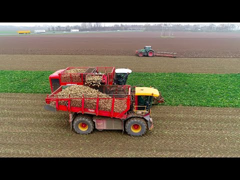 Sugarbeet harvesting | 6-row Vervaet Q616 | Vredo / Panien self- propelled beet chaser | Klootwijk thumbnail